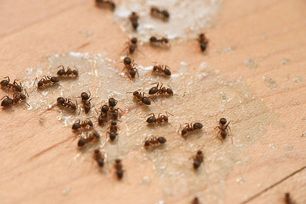 Best Affordable Pest Control Services  in Bedford, TX