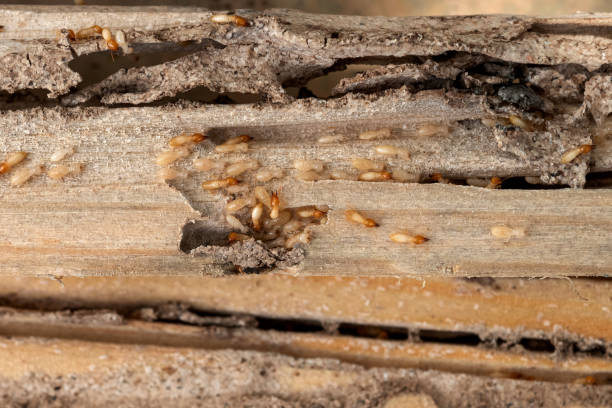 Best Mosquito Control Services  in Bedford, TX